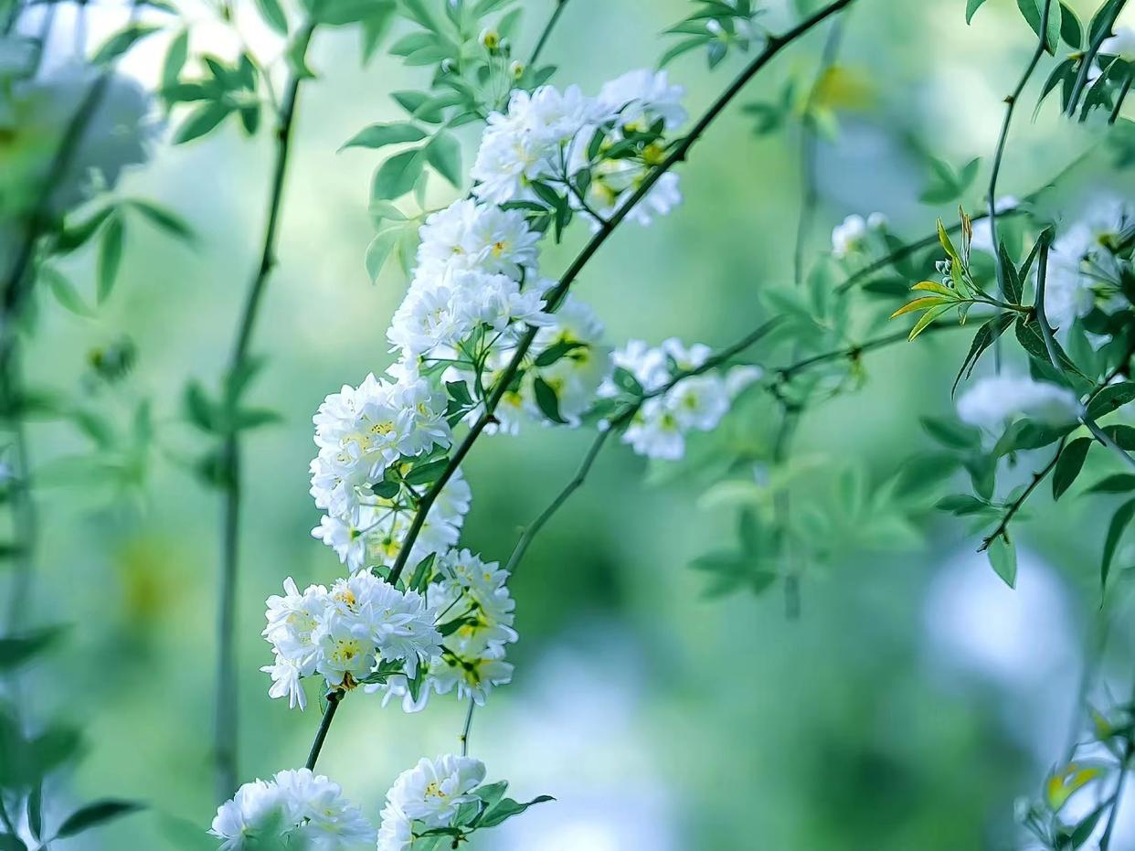 爱情最经典短的10首诗,十首最短爱情诗