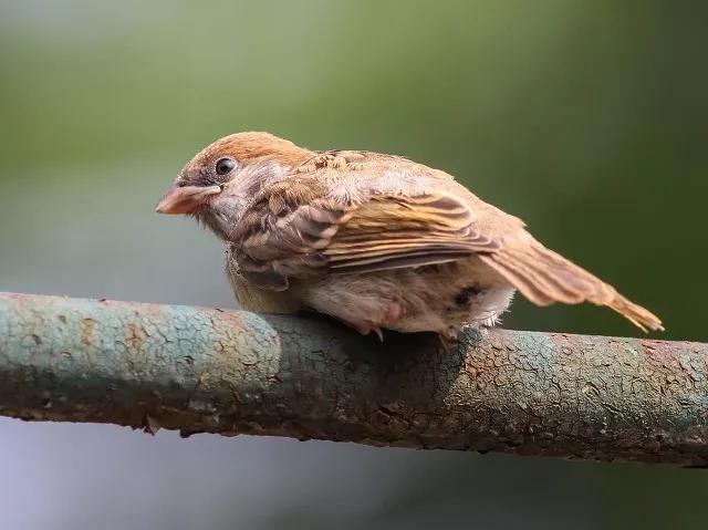 麻雀是可以养活的