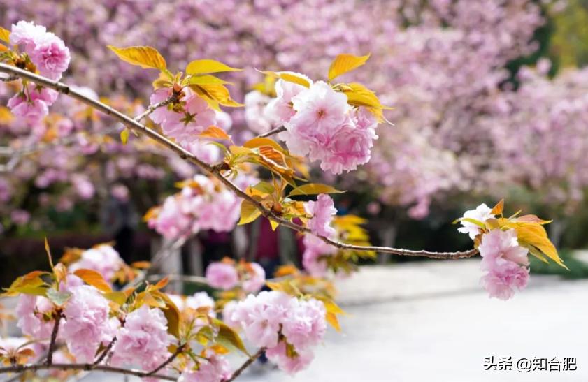 合肥最佳赏樱地,合肥郊区超美千亩樱花海盛开了
