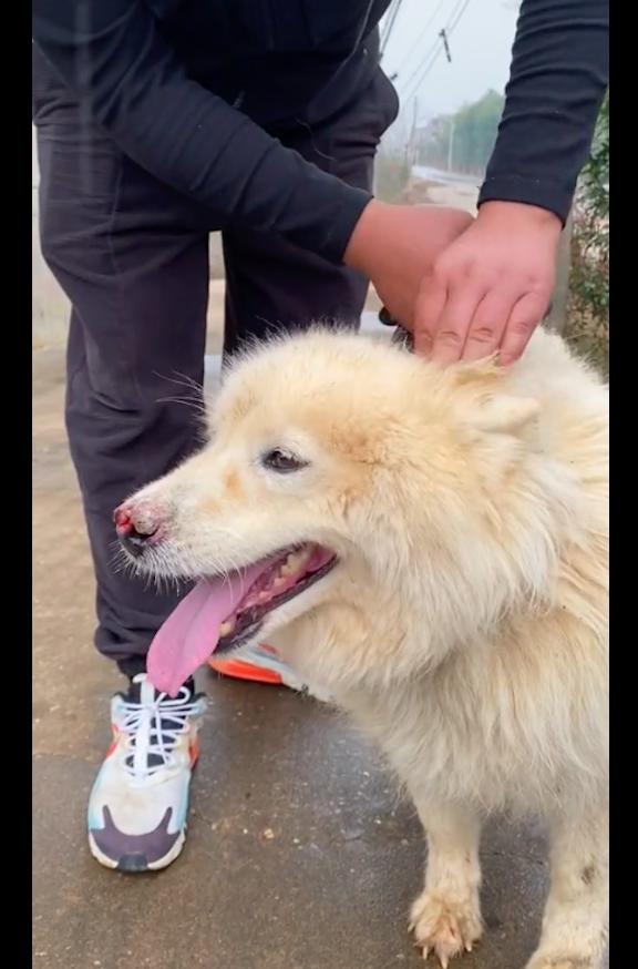 萨摩耶主人得癌症,萨摩耶被卖给狗贩子