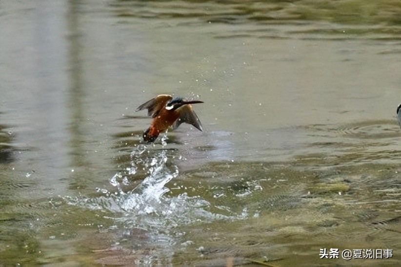 121.抓鸟养鸟（1）：概况杂说