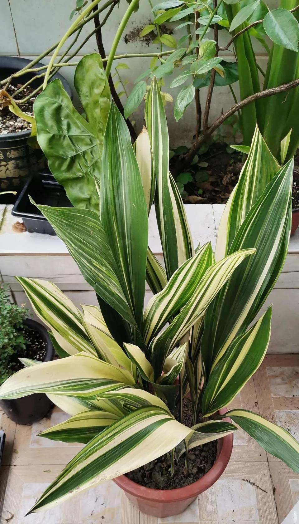 24小时吸甲醛释放氧气的花,刚装修好的房养啥花好能吸甲醛