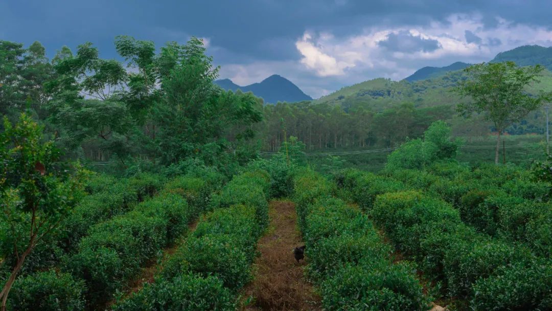 惠州柏塘罗浮山,惠州出发2天一夜旅游攻略图