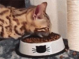 猫粑粑有点软有点臭说明什么,猫的臭粑粑如何处理