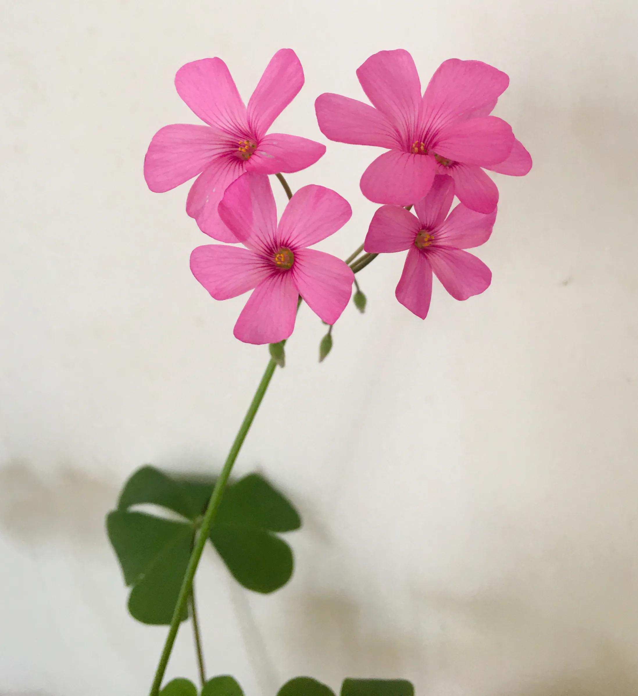 酢浆草起死回生记