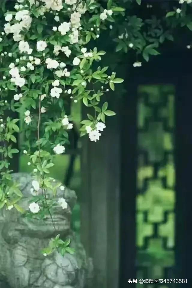 轻捻岁月的沉香，守一份时光的云淡风轻！「散文」