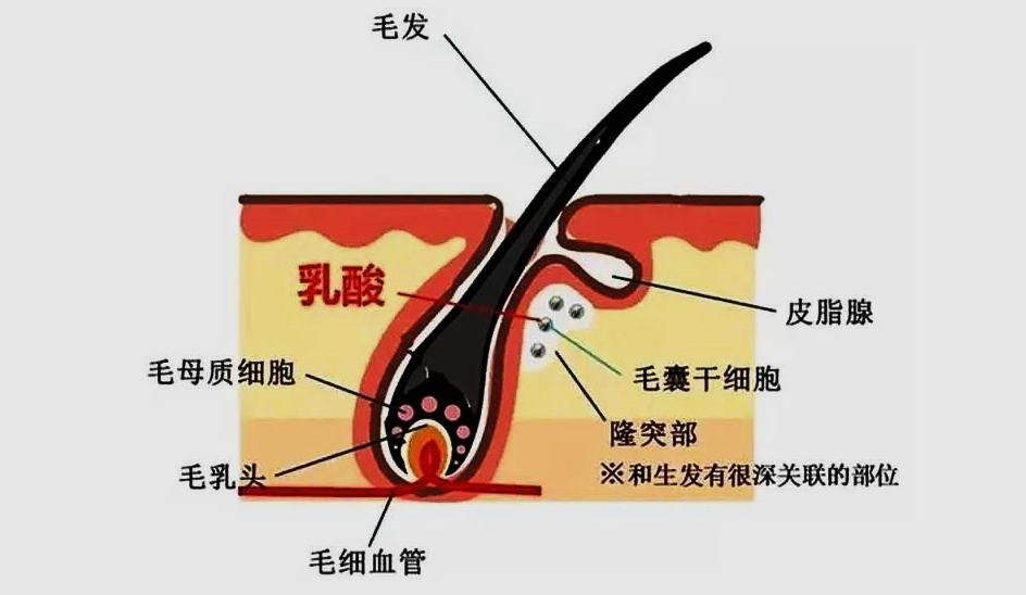 头皮健康管理项目,头皮健康养生