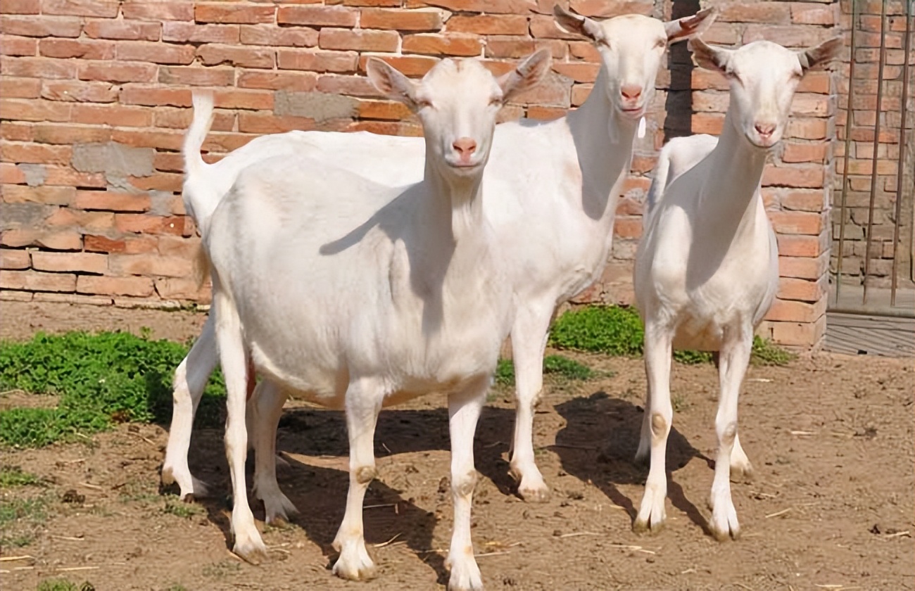 养羊不能吃哪些饲草？什么样的饲草羊不能吃？养羊人必看