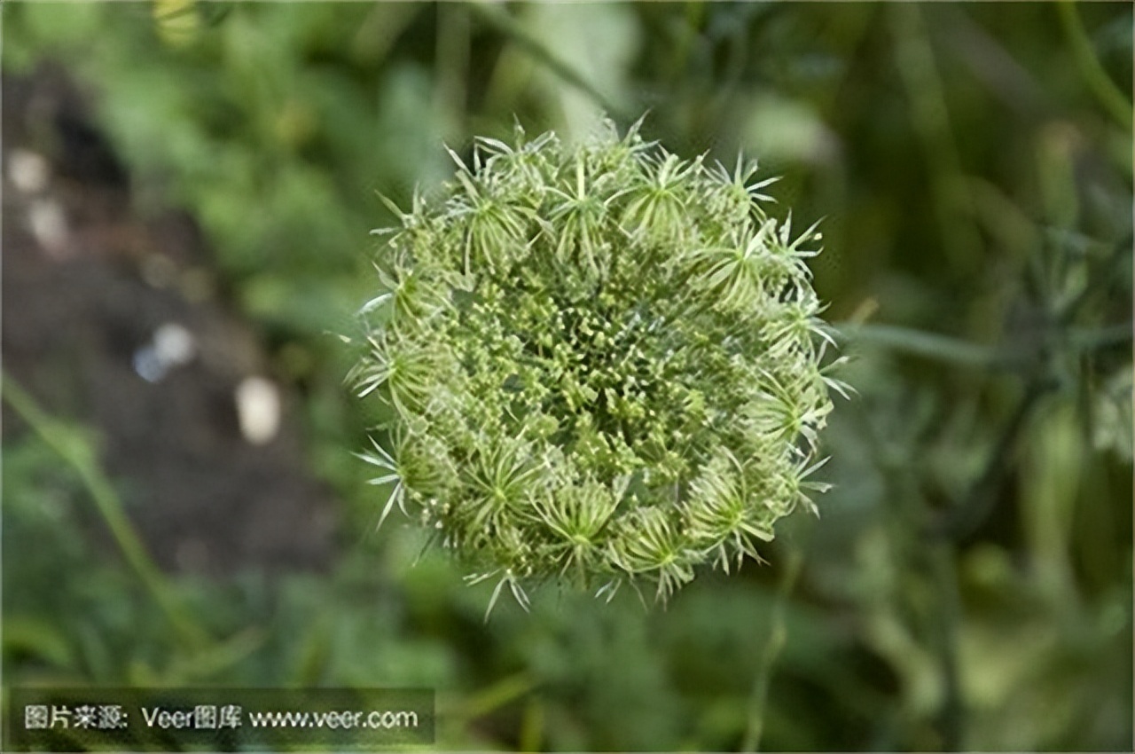 一瓶卖到1.3万，日本胡萝卜种子垄断中国市场，我国将如何*局破**？