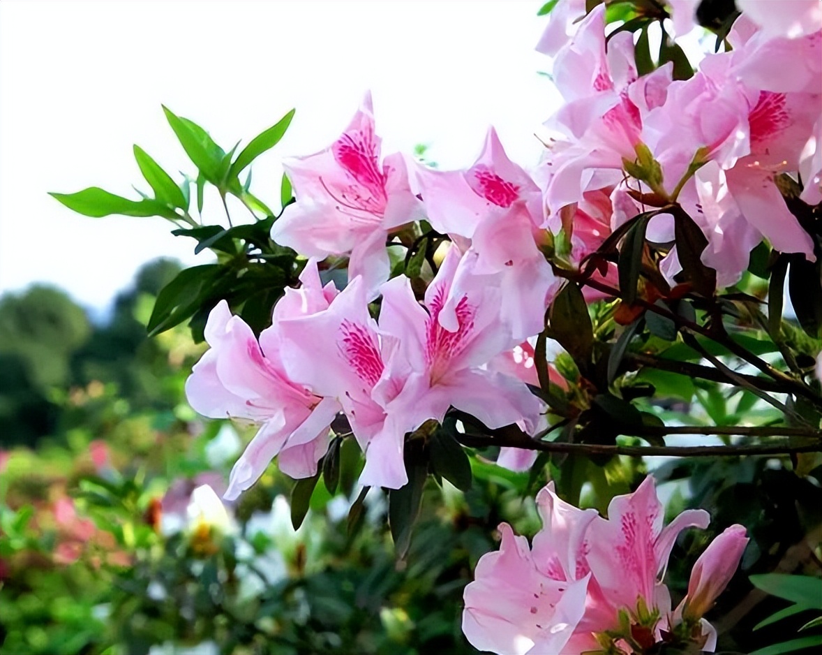 贵州的市花是什么,贵州省各个州的州府