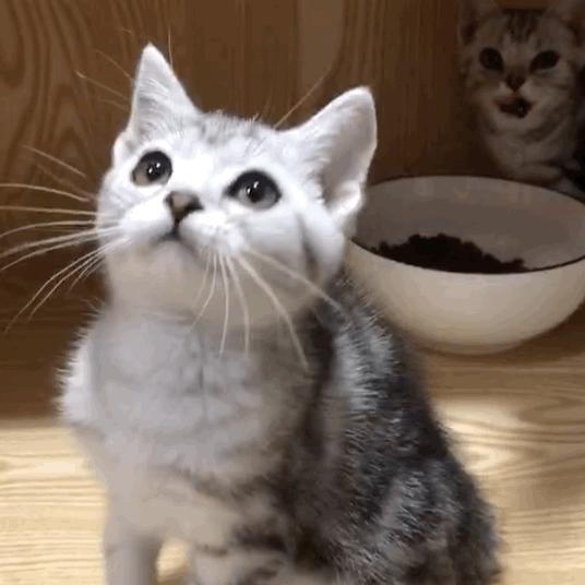 旺家猫的颜色,旺家猫的特征图片