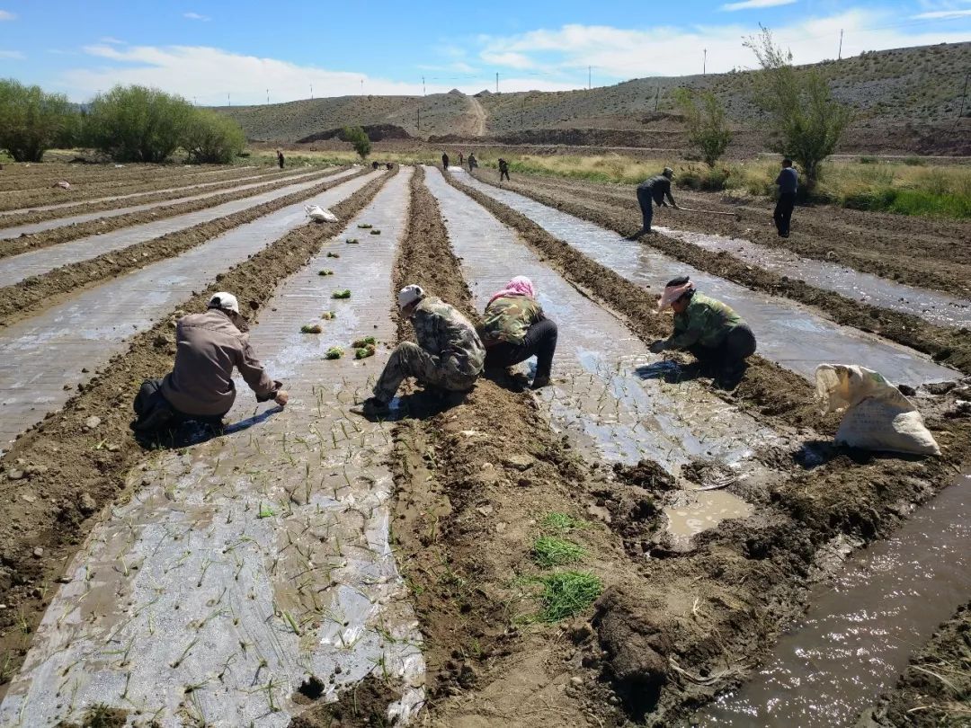 农民用地下水浇地违法吗,抽地下水灌溉农田违法吗