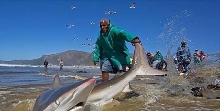 人类遇到鲨鱼如何自救,人类救助搁浅鲸鱼成功案例