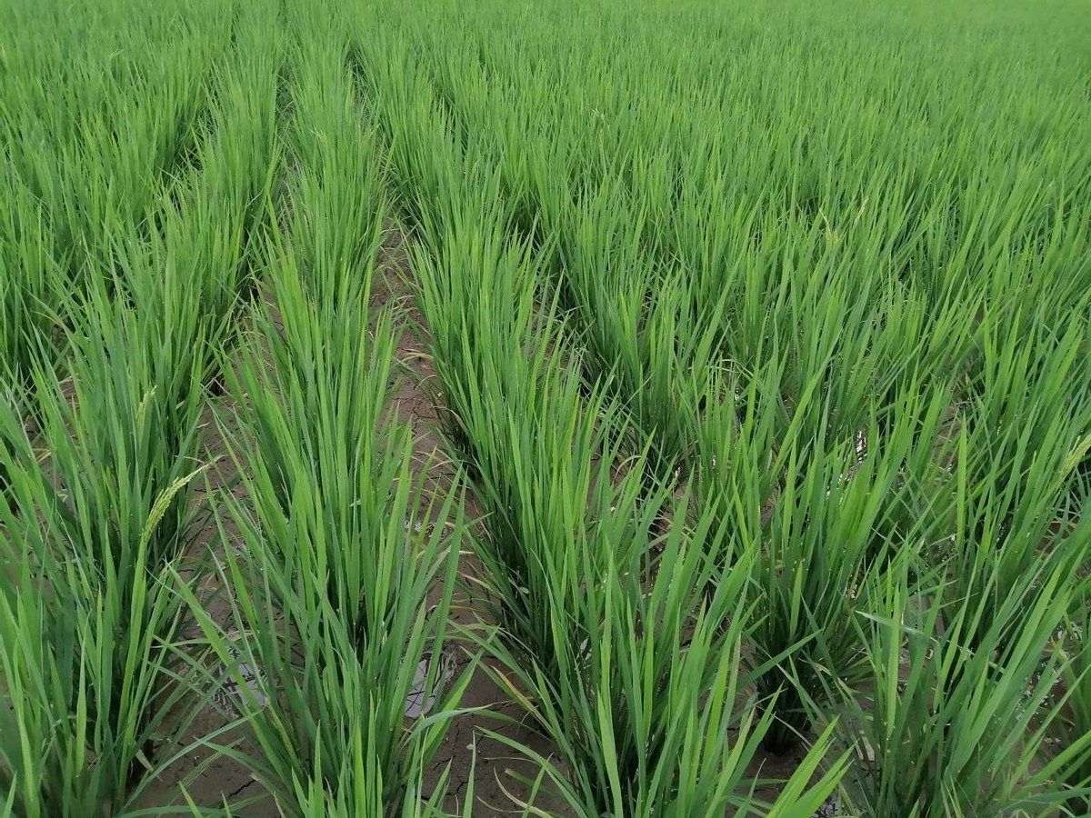 华为畅享50系列测评,新款华为畅享50测评