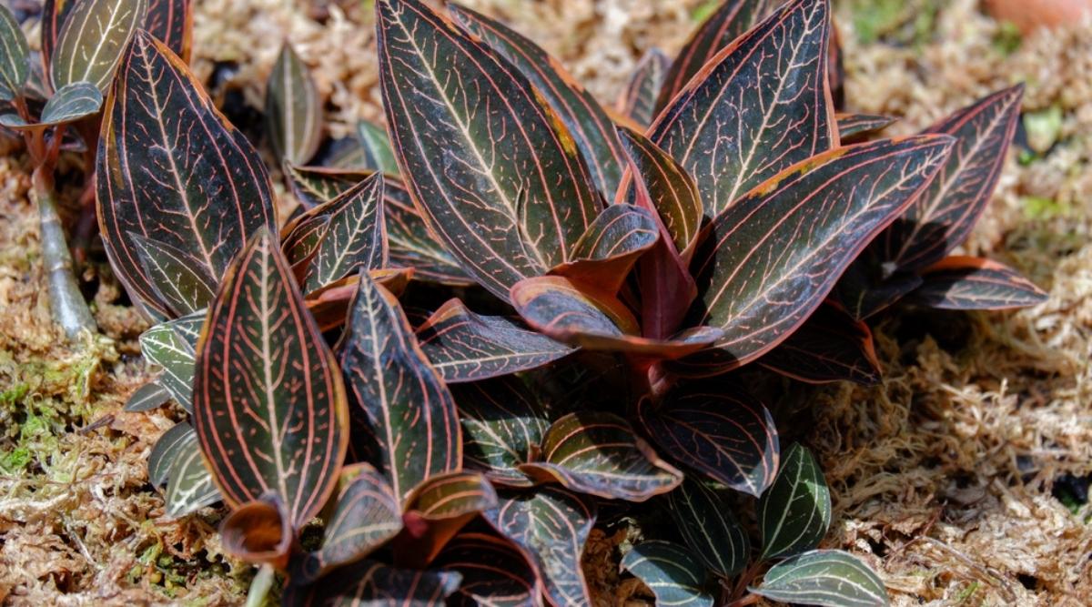 花色艳丽的兰花有哪些品种,最有观赏性的兰花品种