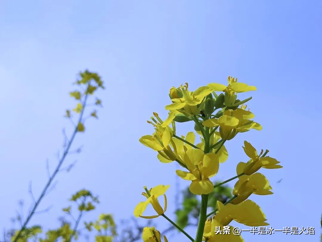 随笔有一种春天叫油菜花开,邂逅油菜花开散文