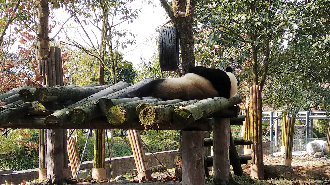 狮虎大战老虎被英国人放冷枪,三打一老虎打狮子