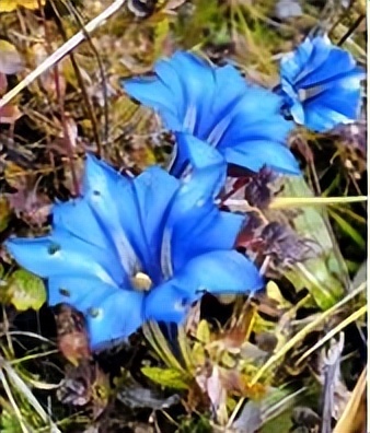 “多姿多彩”的法语世界：与颜色有关的习语表达