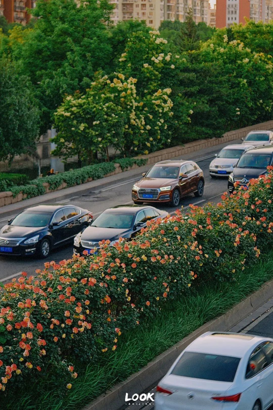 北京居庸关花海栈道,北京四季花海景区