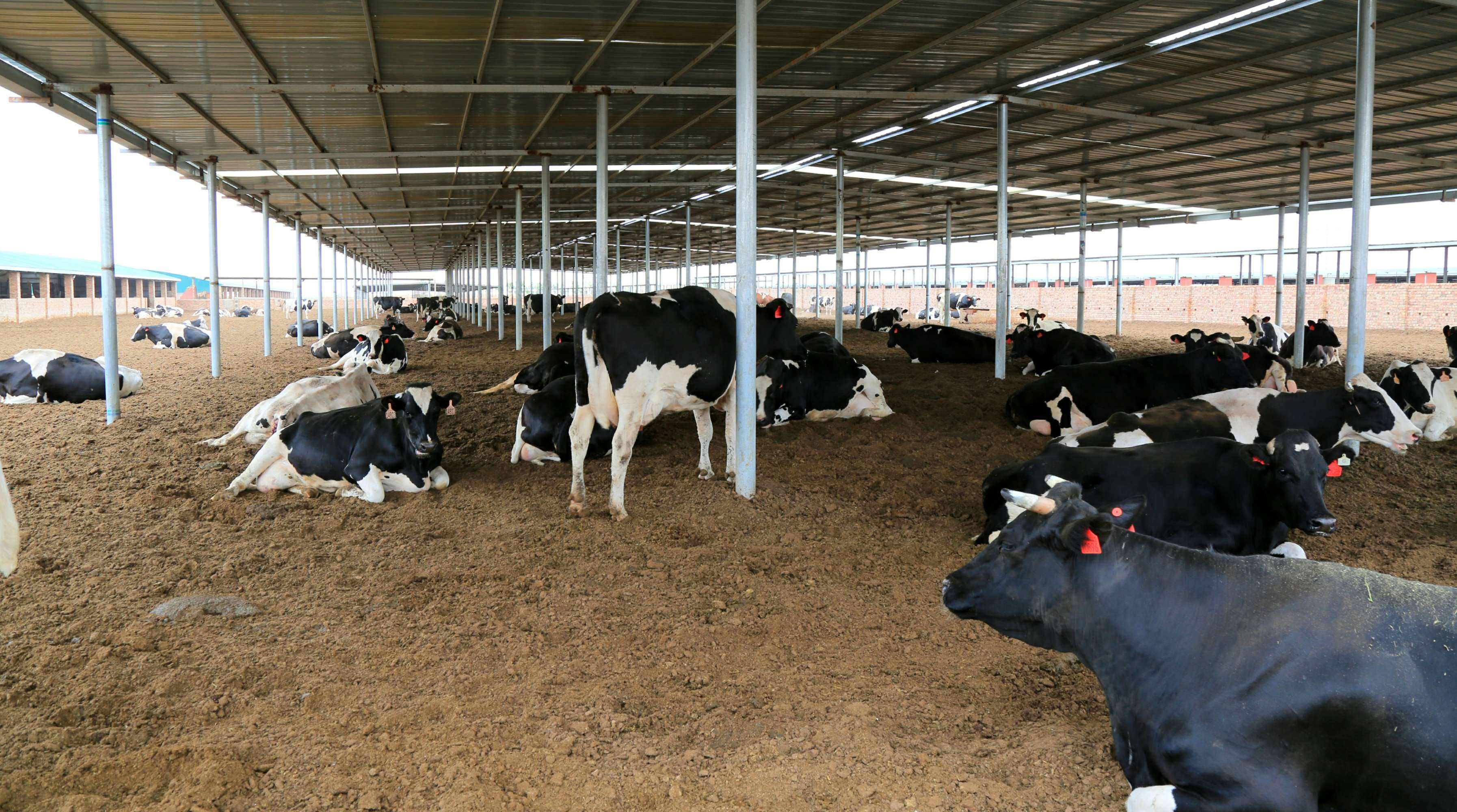 养牛的基本知识与步骤有哪些,养牛需要具备哪些条件才能养