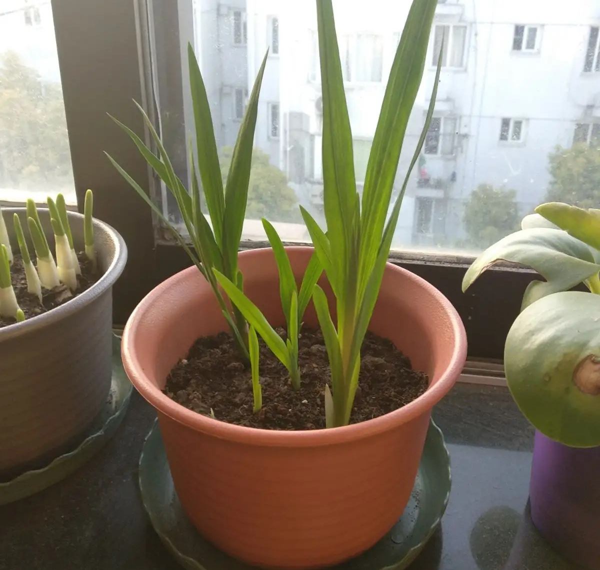 最适合小花盆种的花,顽强的小花草