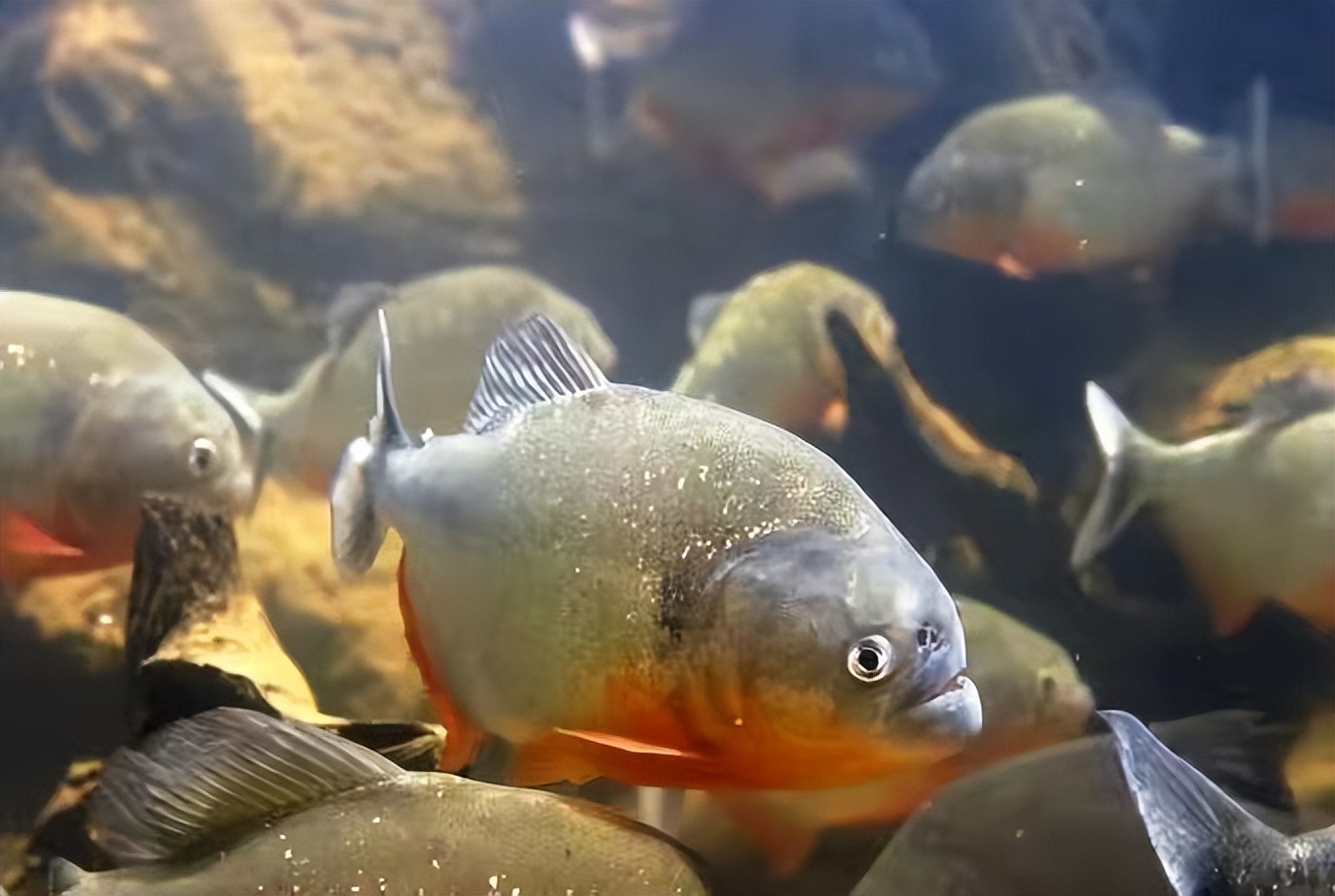 真实食人鱼会吃人吗,南美食人鱼咬断小孩手指