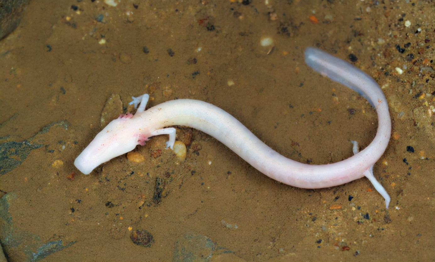 地球最像龙的人物,地球上最像外星物种的动物是章鱼