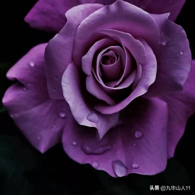 20cm大花重瓣月季品种,黄颜色大花月季是什么品种