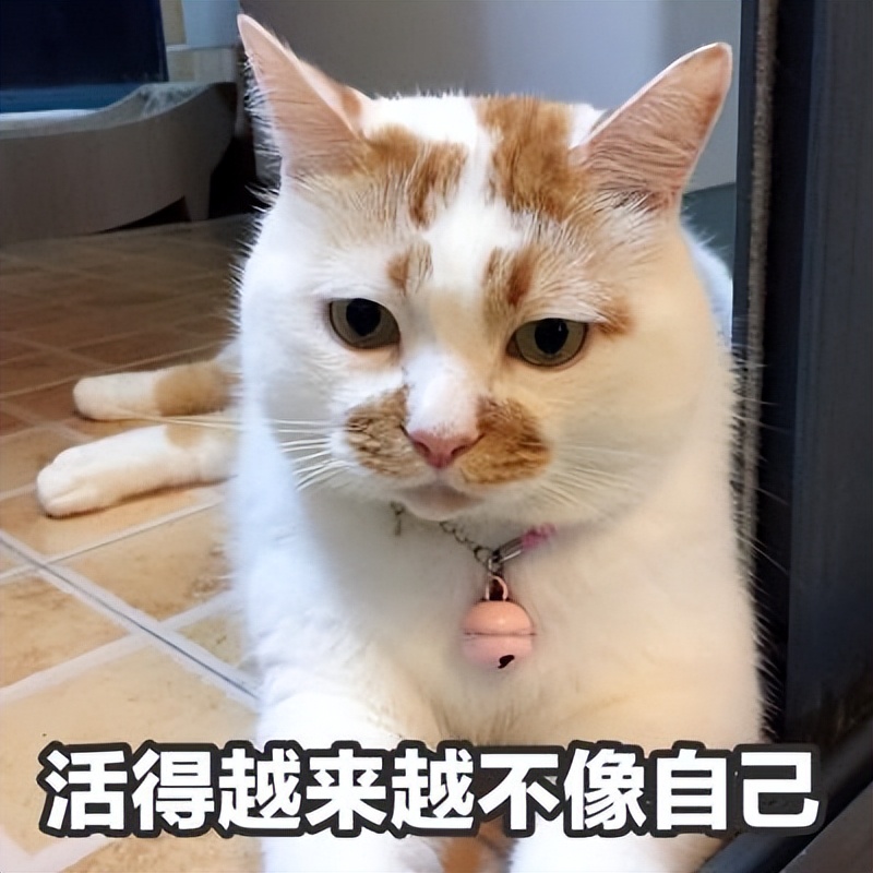 猫咪取名有多离谱,猫咪取名招来好运气