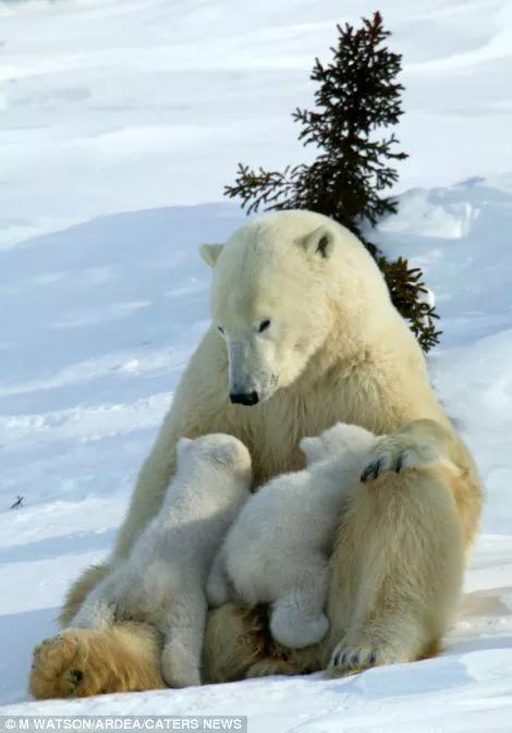 动漫图片可爱呆萌动物,动物呆萌图片大全可爱狗