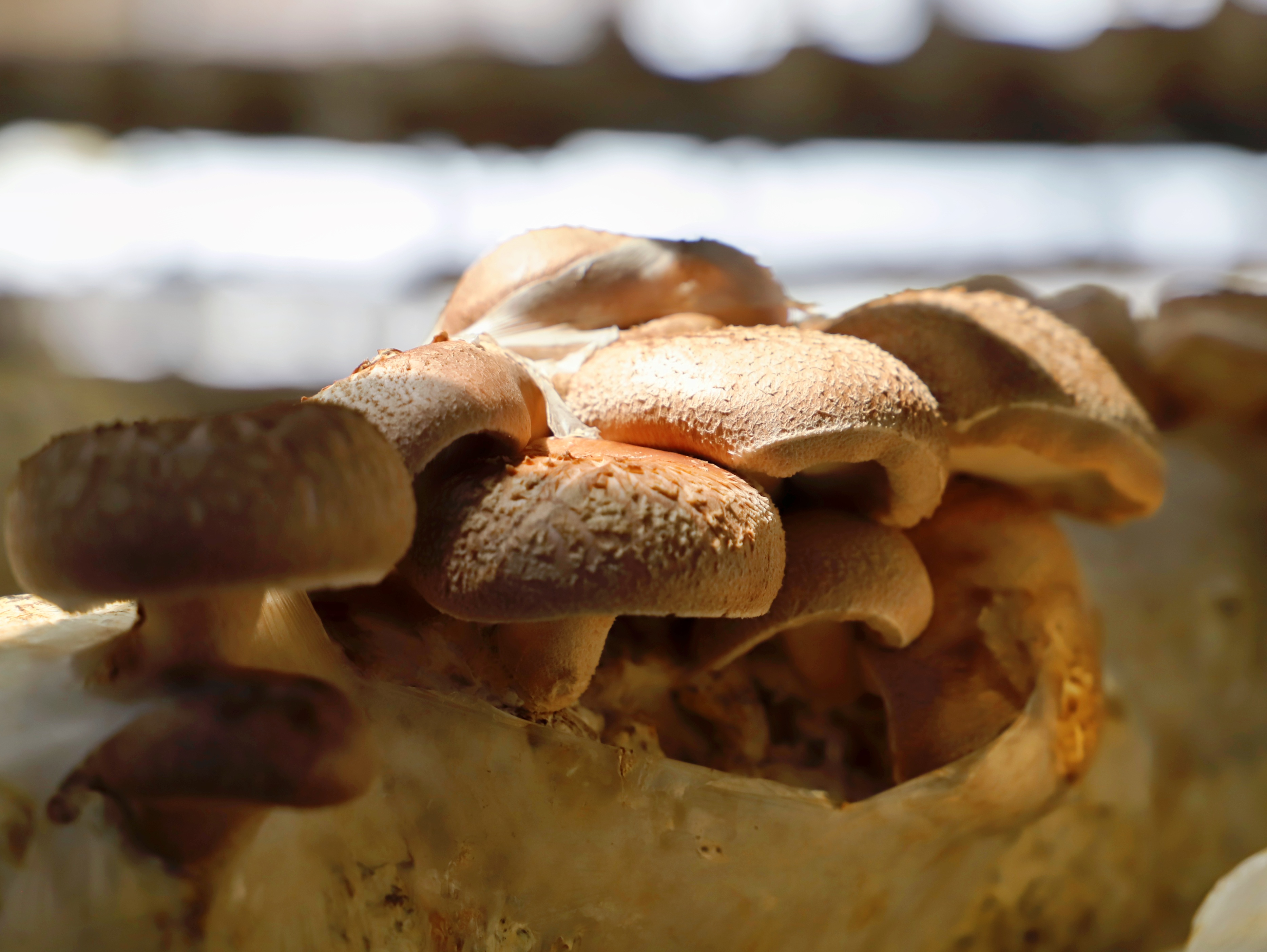 小蘑菇撑起乡村发展新希望,小蘑菇撑起了农民的致富路