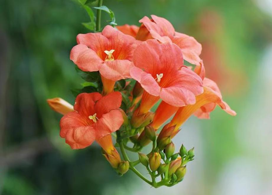 凌霄花几年能爬满花架,夏季盆栽凌霄花怎么养