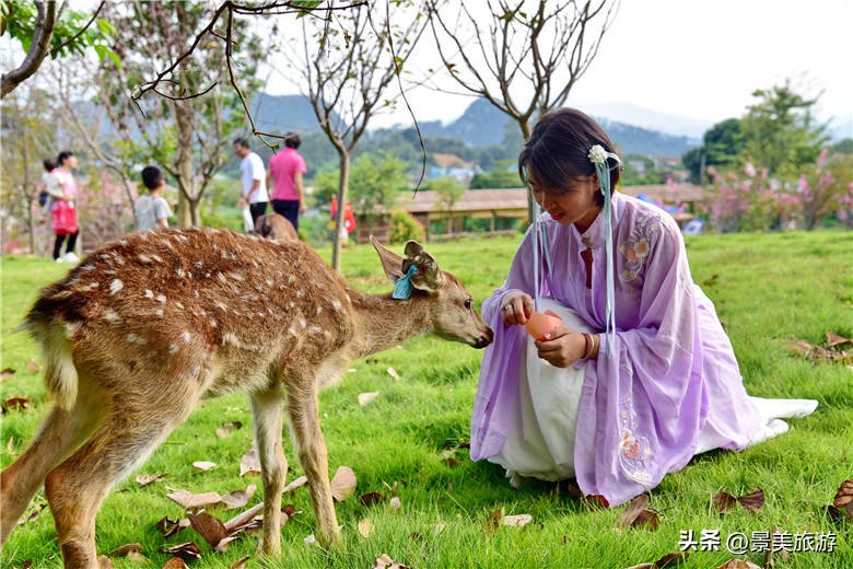 佛山旅游景点攻略,佛山森林公园游玩攻略