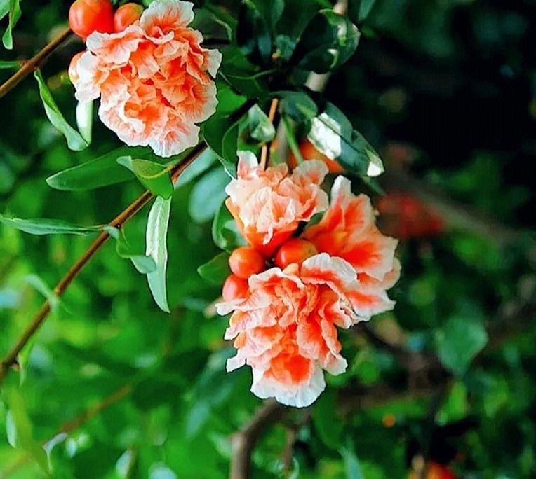 阳光照射短花期长又好养的花,7种漂亮的花喜阴怕阳光