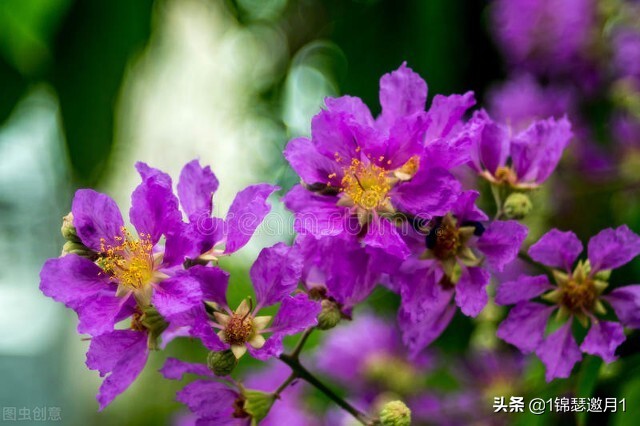 分享美图图片,紫罗兰花写实风图片