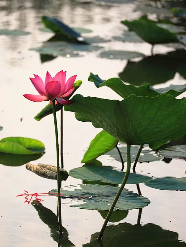 2022淮阳荷花节结束时间,看淮阳荷花节