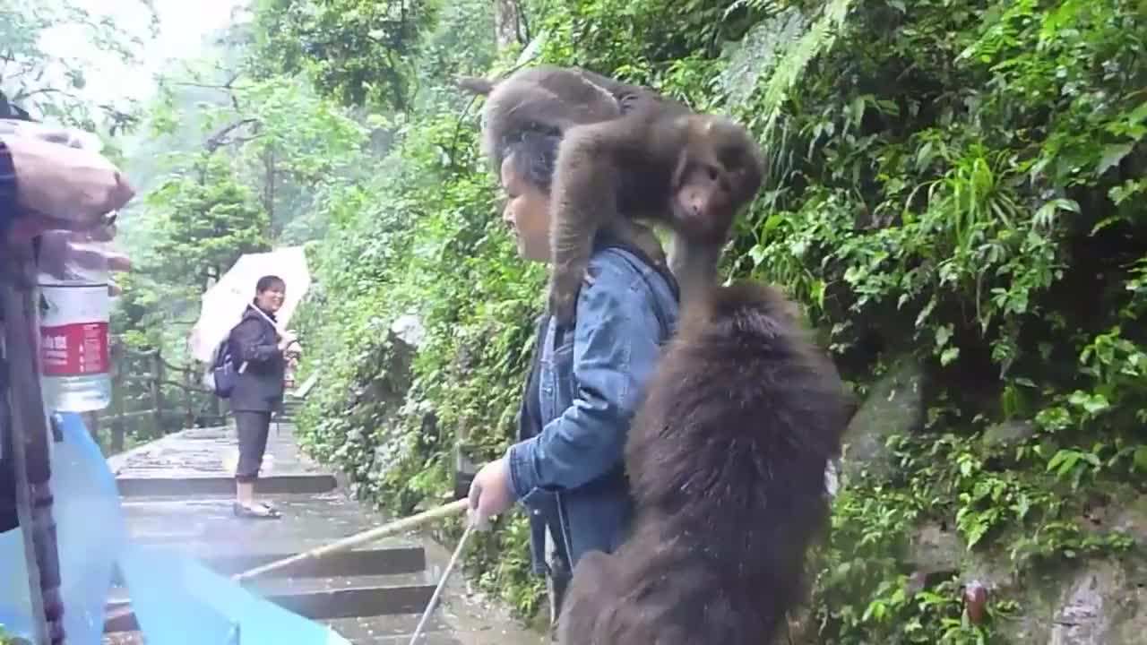 峨眉山猴子被人类击杀,峨眉山猴子被猴王打