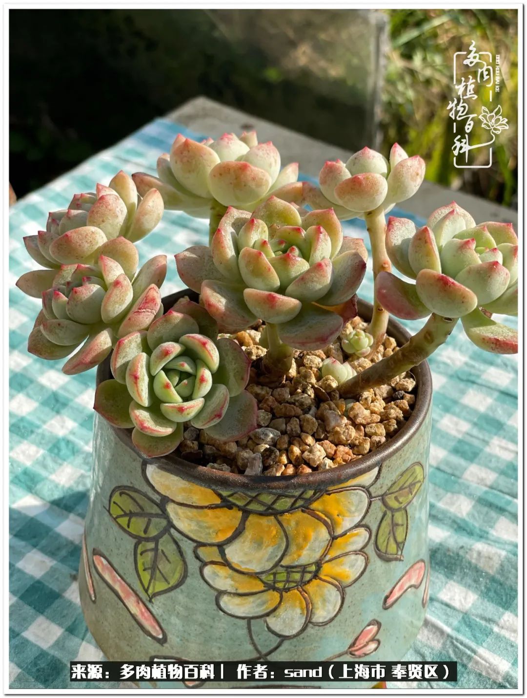 养点花草给生活添点乐趣,养点花花草草心情自然会好