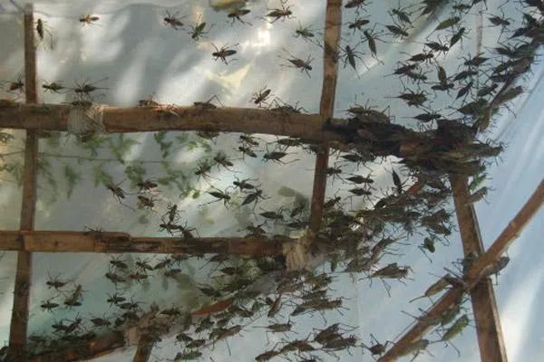 2021年养殖什么能挣钱多,在2022年里养殖什么最赚钱