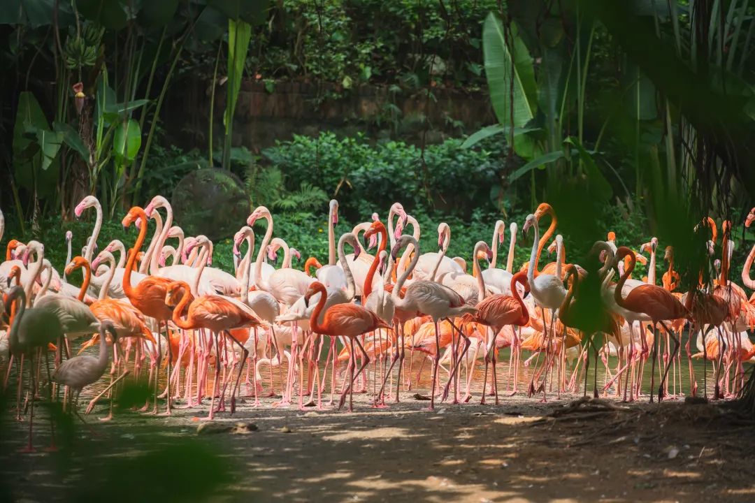 奇了怪了，究竟是什么宝地让广州老饕们也净爱往这钻？