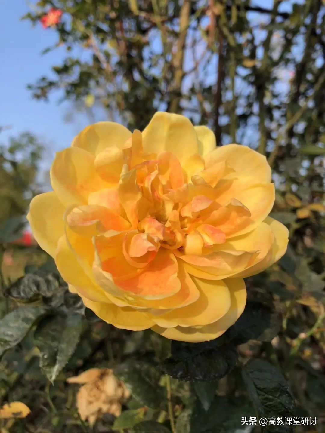 周丝雨：大学生课堂沉默有何心机