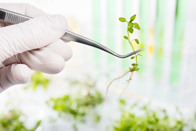 全球气候变化对农业的影响和对策,气候变化对农业生产的影响