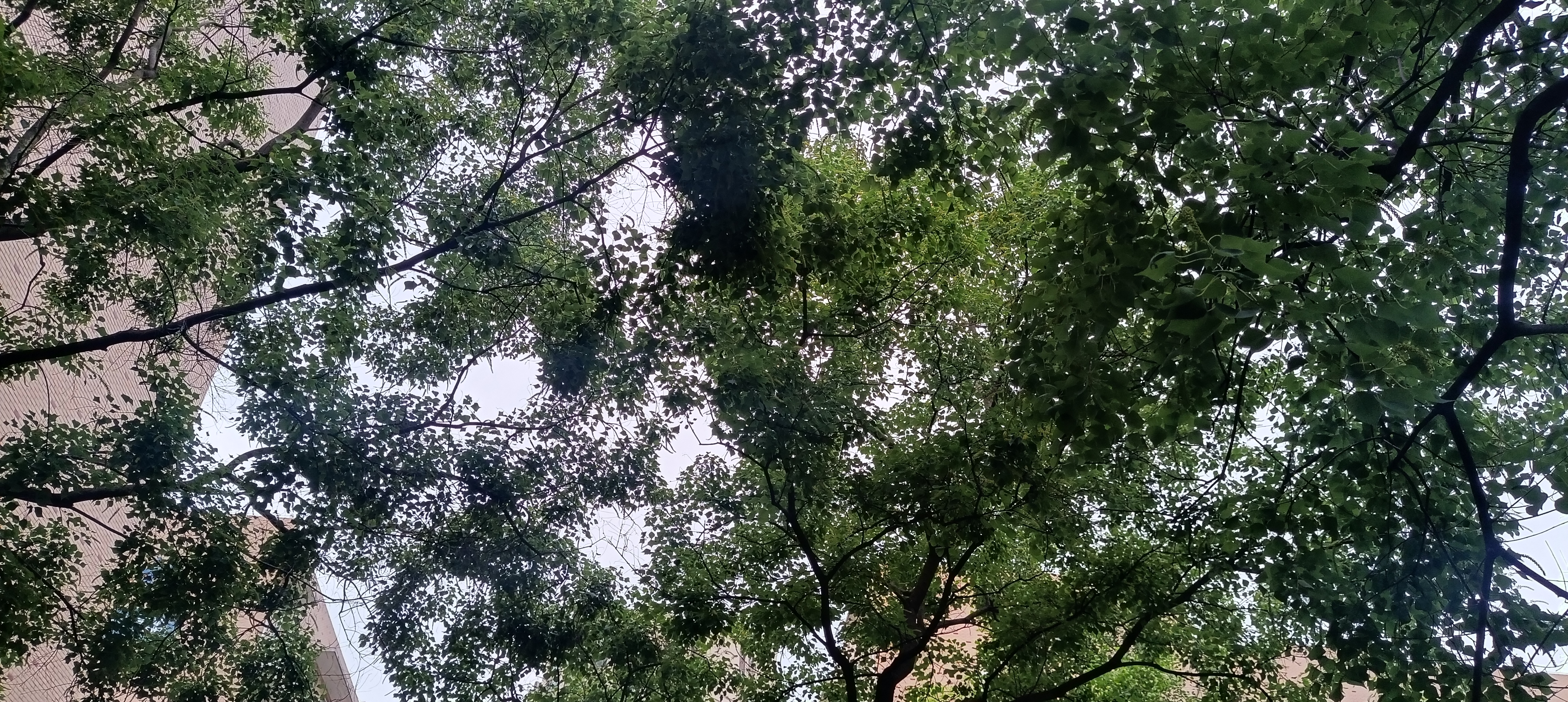 叮咚：高考后的你，规划了什么？（教师篇）