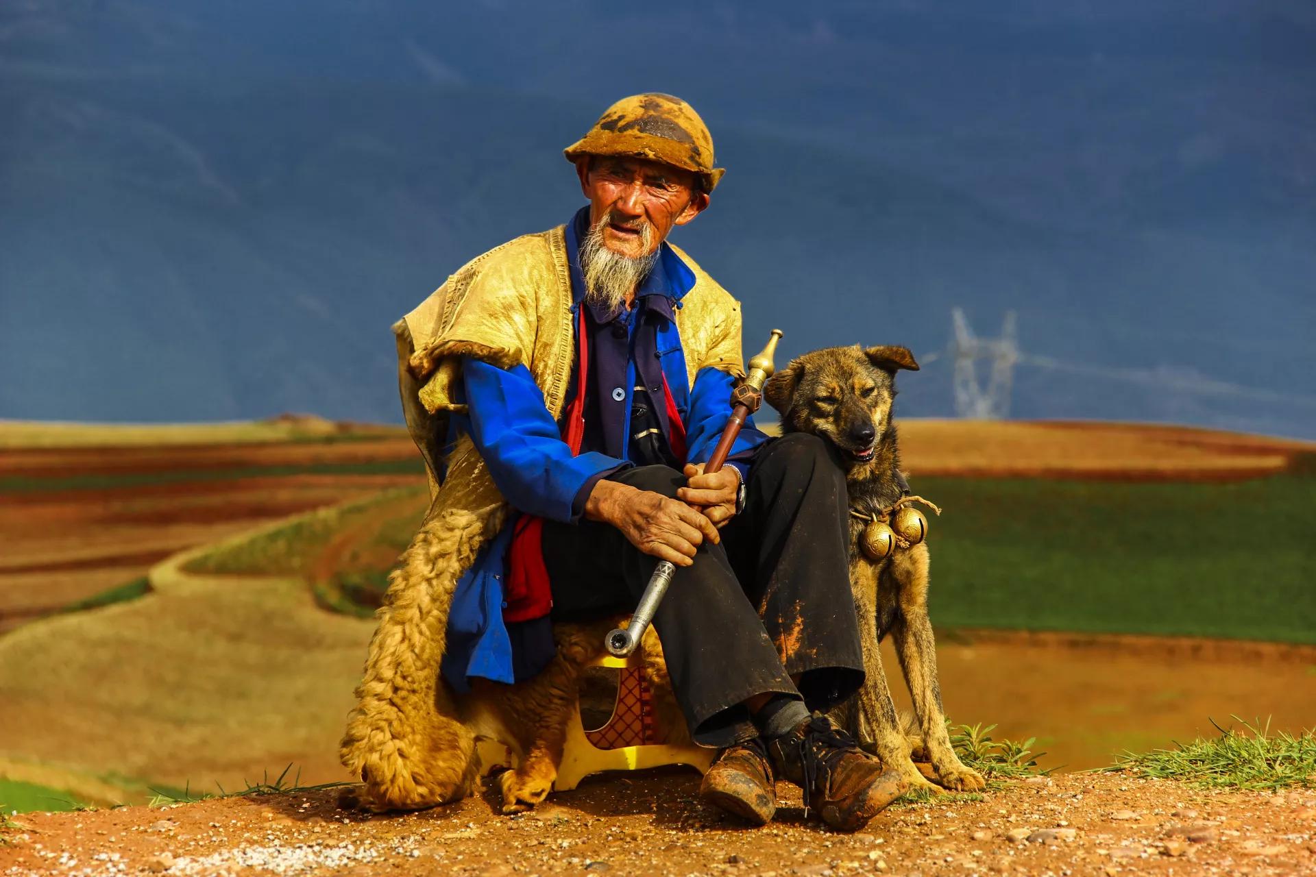 野狼跑上公路被车撞，司机花4万把狼治好，放生时，狼下跪致谢