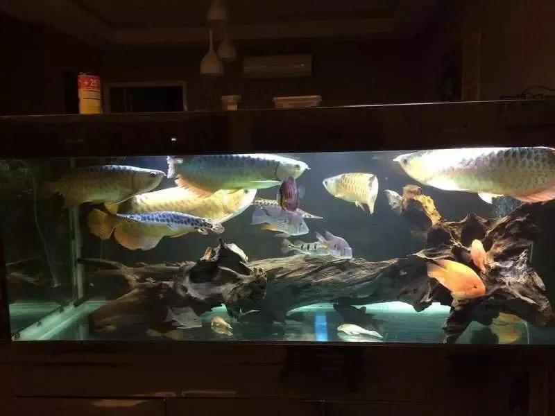 水族爱好者龙鱼,马来买的龙鱼如何带回国内