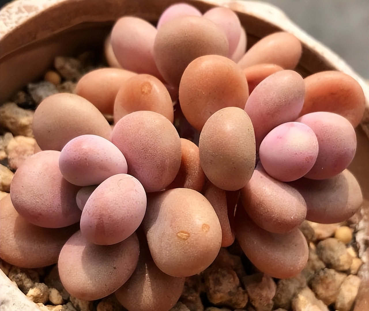 奶酪汤圆多肉怎么养,桃蛋奶酪汤圆的区别