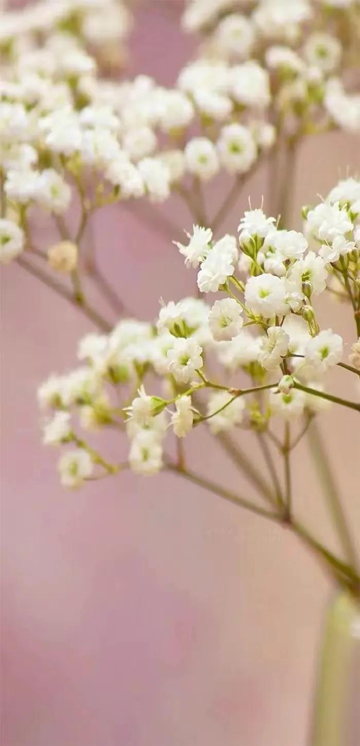 顶级绝美花朵壁纸娇艳欲滴的玫瑰,华为手机壁纸高清全面屏唯美花朵