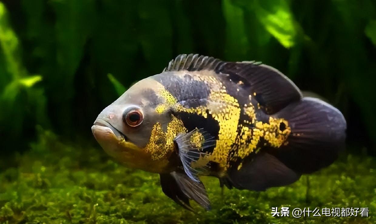 观赏鱼冬天怎么养能活,冬天鱼在鱼缸怎么办