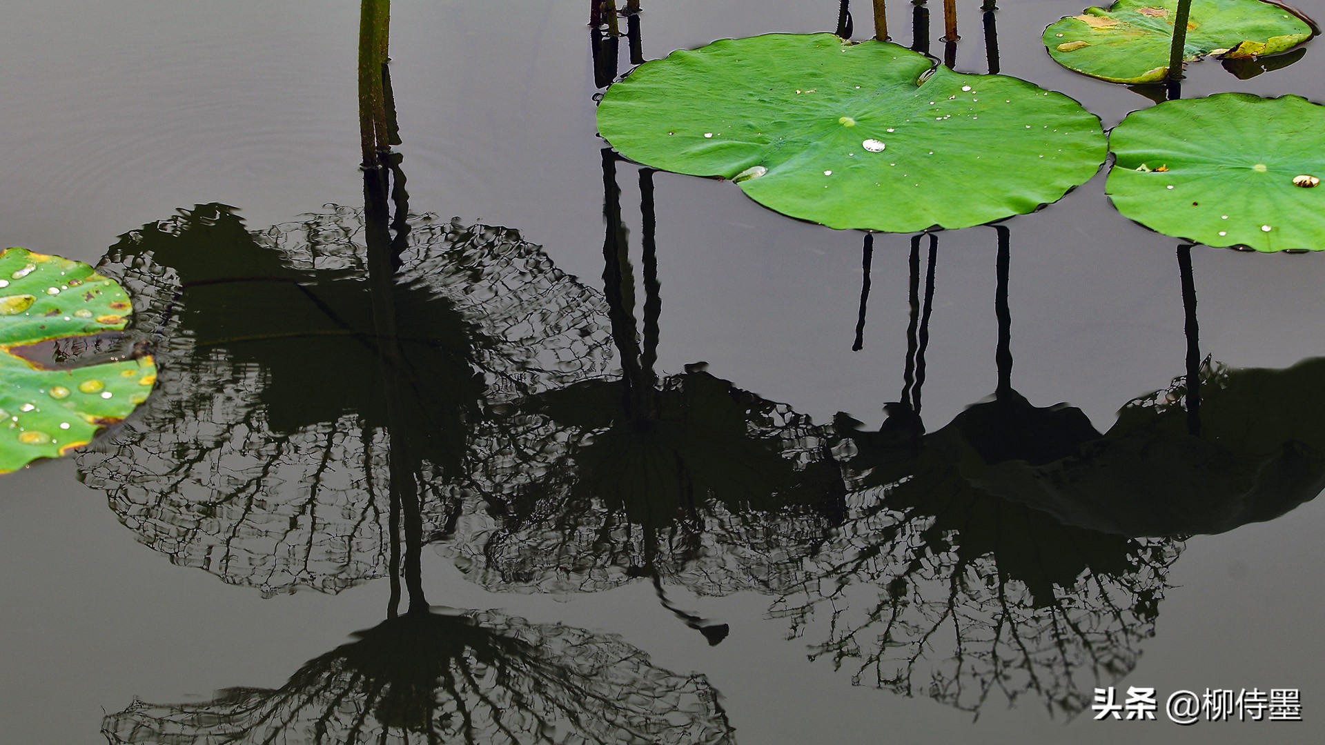 如何拍荷花才不俗,拍摄荷花忌讳