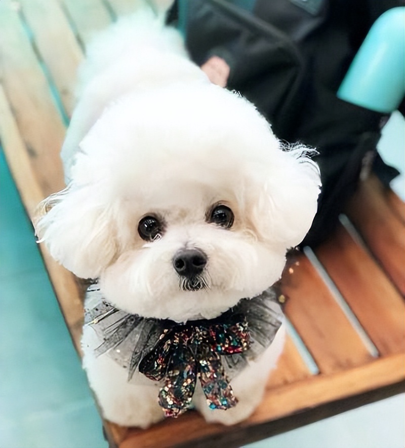 比熊什么行为代表它喜欢你,比熊嫌弃主人会有哪些表现